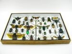 Echte exotische Insekten - Einzelstück - im 3D XL-Schaukasten - Wandbild 6-A-XL-05 – Bild 6
