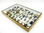 Echte exotische Insekten - Einzelstück - im 3D XL-Schaukasten - Wandbild 6-A-XL-05 – Bild 7
