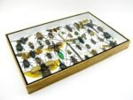 Echte exotische Insekten - Einzelstück - im 3D XL-Schaukasten - Wandbild 6-A-XL-05 – Bild 8