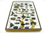 Echte exotische Insekten - Einzelstück - im 3D XL-Schaukasten - Wandbild 6-A-XL-05 – Bild 9
