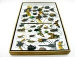 Echte exotische Insekten - Einzelstück - im 3D XL-Schaukasten - Wandbild 6-A-XL-05 – Bild 10