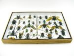 Echte exotische Insekten - Einzelstück - im 3D XL-Schaukasten - Wandbild 6-A-XL-05 – Bild 11