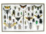 Echte exotische Insekten - Einzelstück - im 3D XL-Schaukasten - Wandbild 4-A-XL-06 – Bild 2