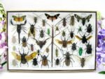 Echte exotische Insekten - Einzelstück - im 3D XL-Schaukasten - Wandbild 4-A-XL-06