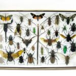 Echte exotische Insekten - Einzelstück - im 3D XL-Schaukasten - Wandbild 4-A-XL-06