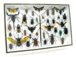 Echte exotische Insekten - Einzelstück - im 3D XL-Schaukasten - Wandbild 4-A-XL-06 – Bild 3