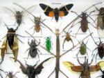 Echte exotische Insekten - Einzelstück - im 3D XL-Schaukasten - Wandbild 4-A-XL-06 – Bild 5