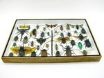 Echte exotische Insekten - Einzelstück - im 3D XL-Schaukasten - Wandbild 4-A-XL-06 – Bild 6