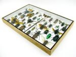 Echte exotische Insekten - Einzelstück - im 3D XL-Schaukasten - Wandbild 4-A-XL-06 – Bild 7