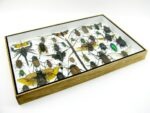 Echte exotische Insekten - Einzelstück - im 3D XL-Schaukasten - Wandbild 4-A-XL-06 – Bild 8