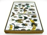 Echte exotische Insekten - Einzelstück - im 3D XL-Schaukasten - Wandbild 4-A-XL-06 – Bild 9
