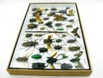 Echte exotische Insekten - Einzelstück - im 3D XL-Schaukasten - Wandbild 4-A-XL-06 – Bild 10