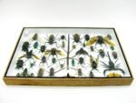 Echte exotische Insekten - Einzelstück - im 3D XL-Schaukasten - Wandbild 4-A-XL-06 – Bild 11