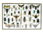 Echte exotische Insekten - Einzelstück - im 3D XL-Schaukasten - Wandbild 5-A-XL-07 – Bild 2