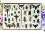 Echte exotische Insekten - Einzelstück - im 3D XL-Schaukasten - Wandbild 5-A-XL-07