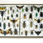 Echte exotische Insekten - Einzelstück - im 3D XL-Schaukasten - Wandbild 5-A-XL-07