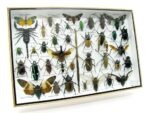 Echte exotische Insekten - Einzelstück - im 3D XL-Schaukasten - Wandbild 5-A-XL-07 – Bild 3