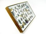 Echte exotische Insekten - Einzelstück - im 3D XL-Schaukasten - Wandbild 5-A-XL-07 – Bild 4