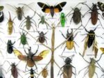 Echte exotische Insekten - Einzelstück - im 3D XL-Schaukasten - Wandbild 5-A-XL-07 – Bild 5