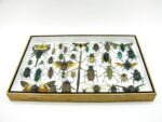 Echte exotische Insekten - Einzelstück - im 3D XL-Schaukasten - Wandbild 5-A-XL-07 – Bild 6