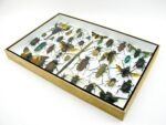Echte exotische Insekten - Einzelstück - im 3D XL-Schaukasten - Wandbild 5-A-XL-07 – Bild 7