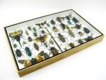 Echte exotische Insekten - Einzelstück - im 3D XL-Schaukasten - Wandbild 5-A-XL-07 – Bild 8