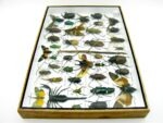Echte exotische Insekten - Einzelstück - im 3D XL-Schaukasten - Wandbild 5-A-XL-07 – Bild 9