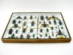 Echte exotische Insekten - Einzelstück - im 3D XL-Schaukasten - Wandbild 5-A-XL-07 – Bild 10
