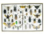 Echte exotische Insekten - Einzelstück - im 3D XL-Schaukasten - Wandbild 1-A-XL-08 – Bild 2