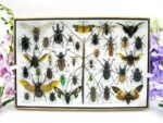 Echte exotische Insekten - Einzelstück - im 3D XL-Schaukasten - Wandbild 1-A-XL-08