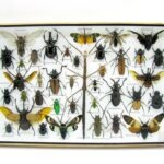 Echte exotische Insekten - Einzelstück - im 3D XL-Schaukasten - Wandbild 1-A-XL-08