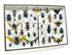 Echte exotische Insekten - Einzelstück - im 3D XL-Schaukasten - Wandbild 1-A-XL-08 – Bild 3