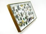 Echte exotische Insekten - Einzelstück - im 3D XL-Schaukasten - Wandbild 1-A-XL-08 – Bild 4