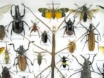 Echte exotische Insekten - Einzelstück - im 3D XL-Schaukasten - Wandbild 1-A-XL-08 – Bild 5
