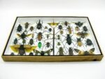 Echte exotische Insekten - Einzelstück - im 3D XL-Schaukasten - Wandbild 1-A-XL-08 – Bild 6