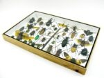 Echte exotische Insekten - Einzelstück - im 3D XL-Schaukasten - Wandbild 1-A-XL-08 – Bild 7