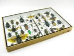 Echte exotische Insekten - Einzelstück - im 3D XL-Schaukasten - Wandbild 1-A-XL-08 – Bild 8