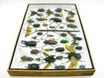 Echte exotische Insekten - Einzelstück - im 3D XL-Schaukasten - Wandbild 1-A-XL-08 – Bild 9