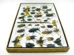 Echte exotische Insekten - Einzelstück - im 3D XL-Schaukasten - Wandbild 1-A-XL-08 – Bild 10