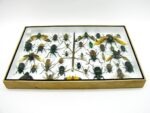 Echte exotische Insekten - Einzelstück - im 3D XL-Schaukasten - Wandbild 1-A-XL-08 – Bild 11