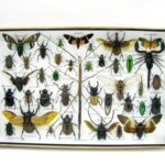 Echte exotische Insekten - Einzelstück - im 3D XL-Schaukasten - Wandbild 5-A-XL-09
