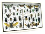 Echte exotische Insekten - Einzelstück - im 3D XL-Schaukasten - Wandbild 5-A-XL-09 – Bild 3