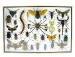 Echte exotische Insekten - Einzelstück - im 3D XL-Schaukasten - Wandbild 4-A-XL-10 – Bild 2