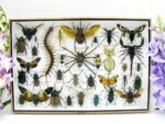 Echte exotische Insekten - Einzelstück - im 3D XL-Schaukasten - Wandbild 4-A-XL-10