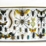 Echte exotische Insekten - Einzelstück - im 3D XL-Schaukasten - Wandbild 4-A-XL-10