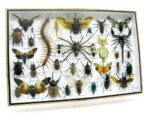 Echte exotische Insekten - Einzelstück - im 3D XL-Schaukasten - Wandbild 4-A-XL-10 – Bild 3