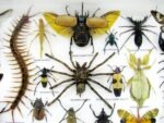 Echte exotische Insekten - Einzelstück - im 3D XL-Schaukasten - Wandbild 4-A-XL-10 – Bild 5