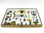 Echte exotische Insekten - Einzelstück - im 3D XL-Schaukasten - Wandbild 4-A-XL-10 – Bild 6