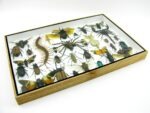 Echte exotische Insekten - Einzelstück - im 3D XL-Schaukasten - Wandbild 4-A-XL-10 – Bild 8
