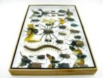 Echte exotische Insekten - Einzelstück - im 3D XL-Schaukasten - Wandbild 4-A-XL-10 – Bild 9